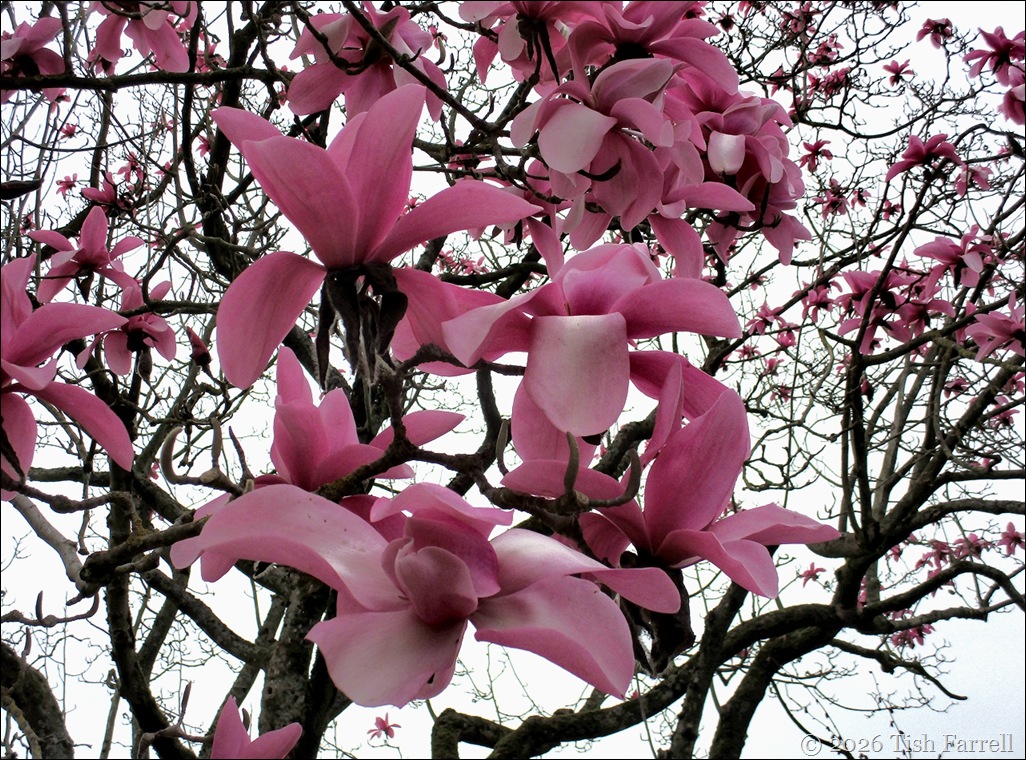 Hidcote magnolias