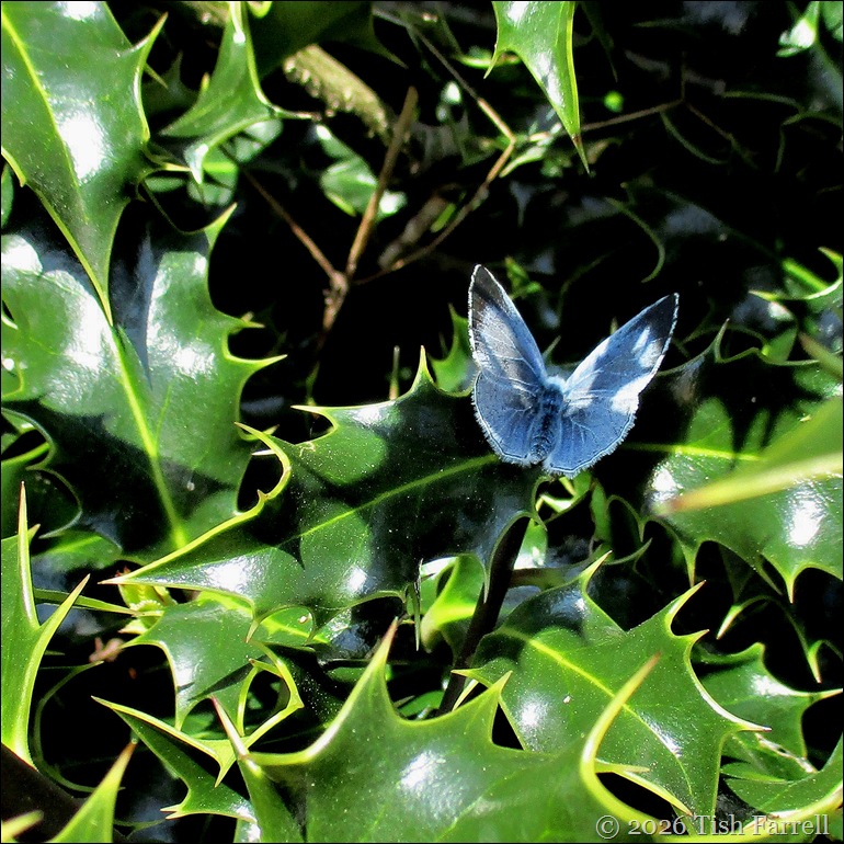 Holly Blue best