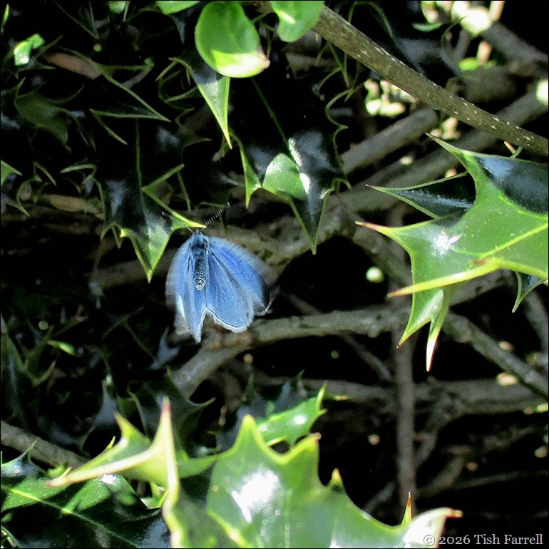 Holly Blue