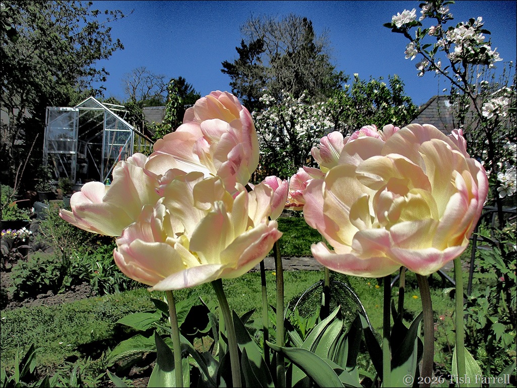 last of the tulips 