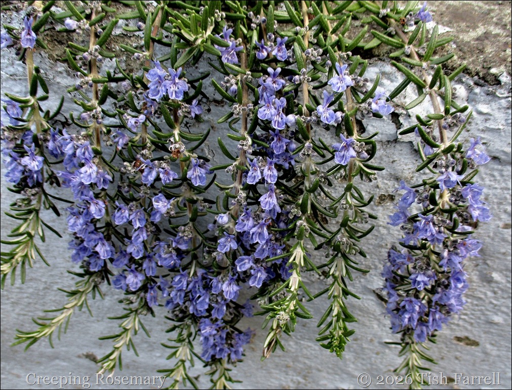 rosemary