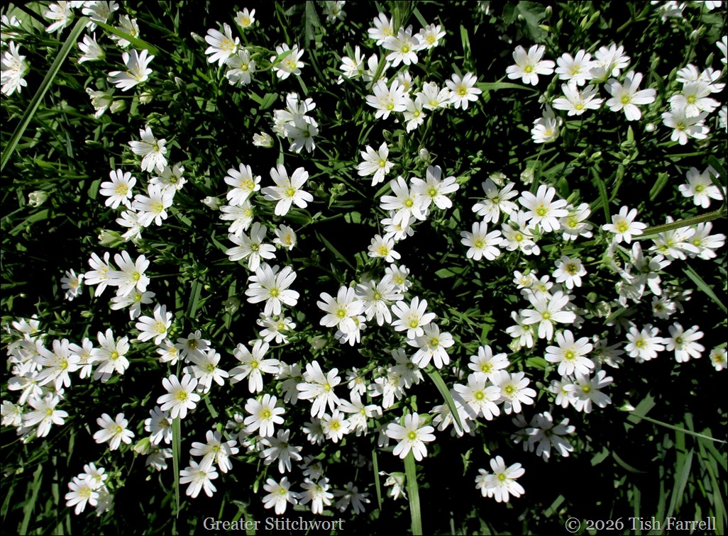Stitchwort