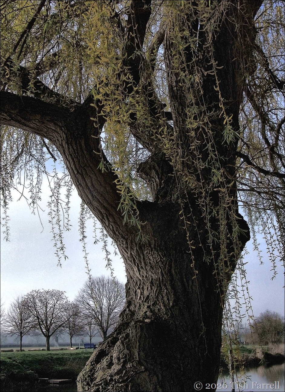 willow evening