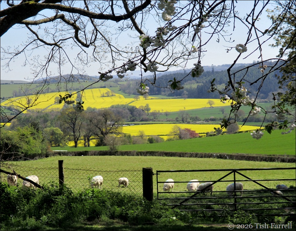 Wintles Hill view 4