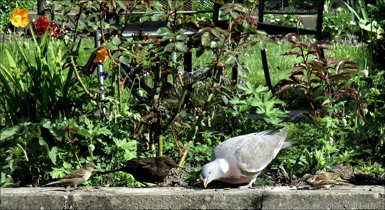 birds header 2