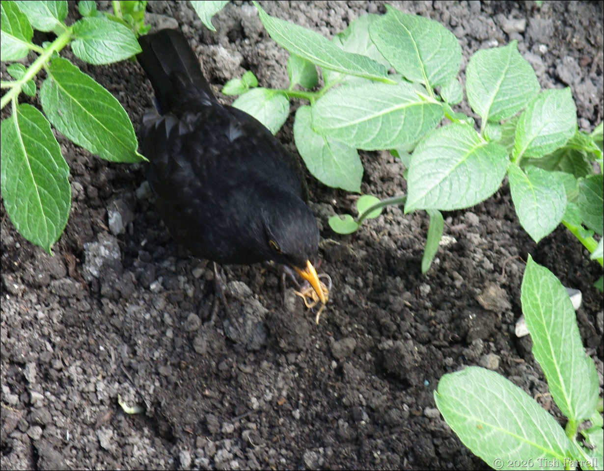 blackbird 3