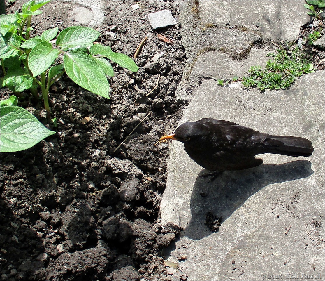 blackbird and worms