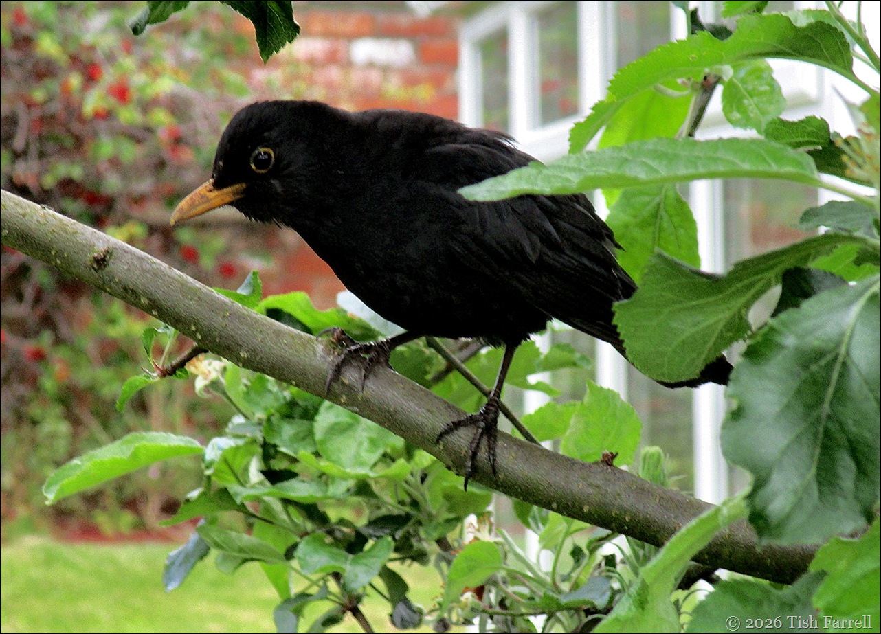 blackbird