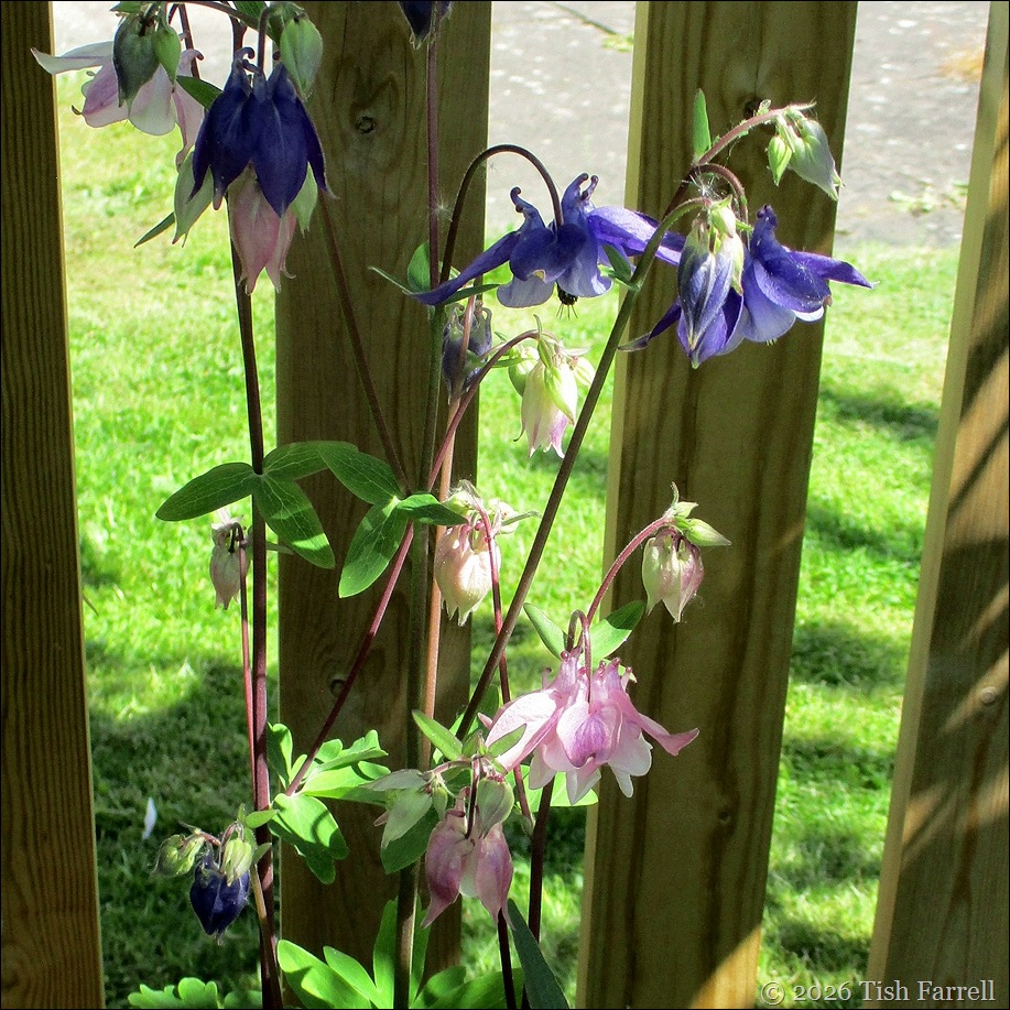 columbine
