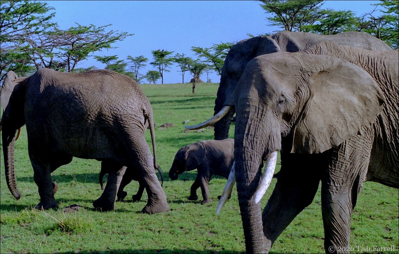 elephant d lr