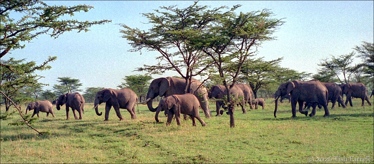 elephant header 2 hr