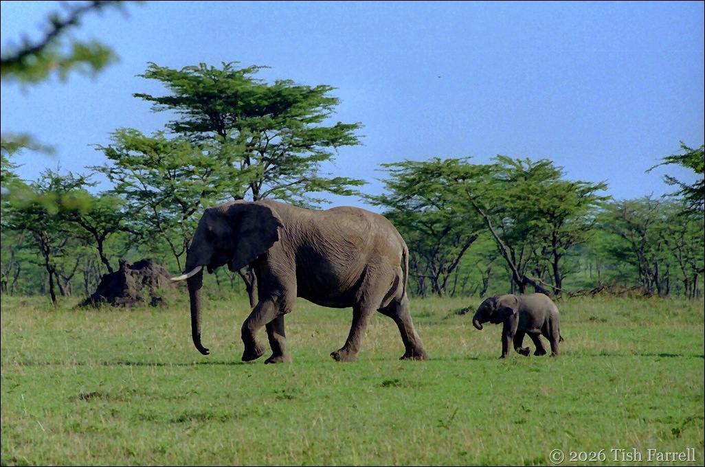 Elephant mother and infant 2 cr
