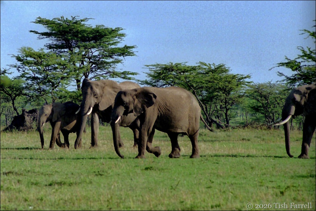 Elephant parade 3 cr