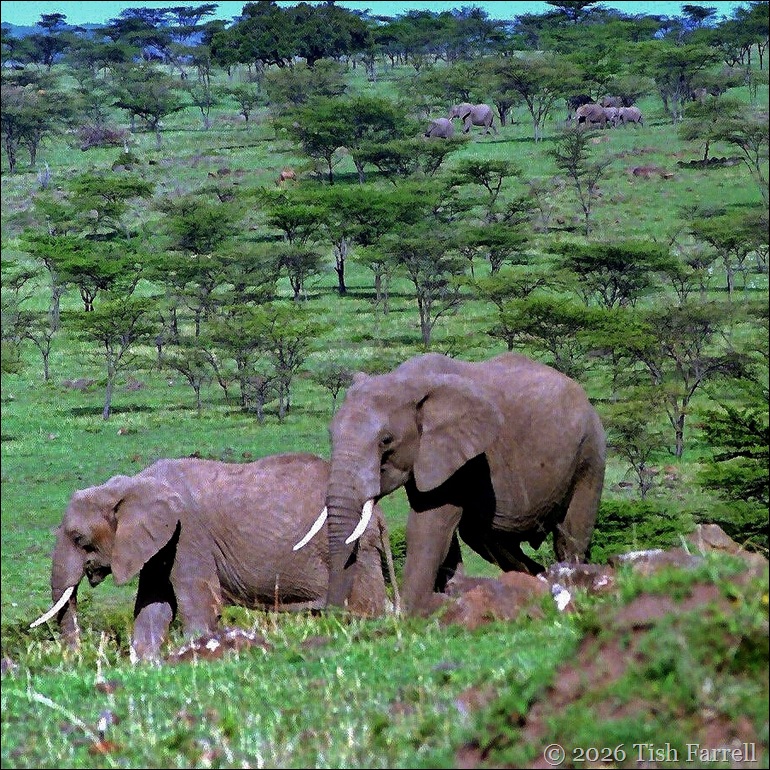 Elephants wide view sq