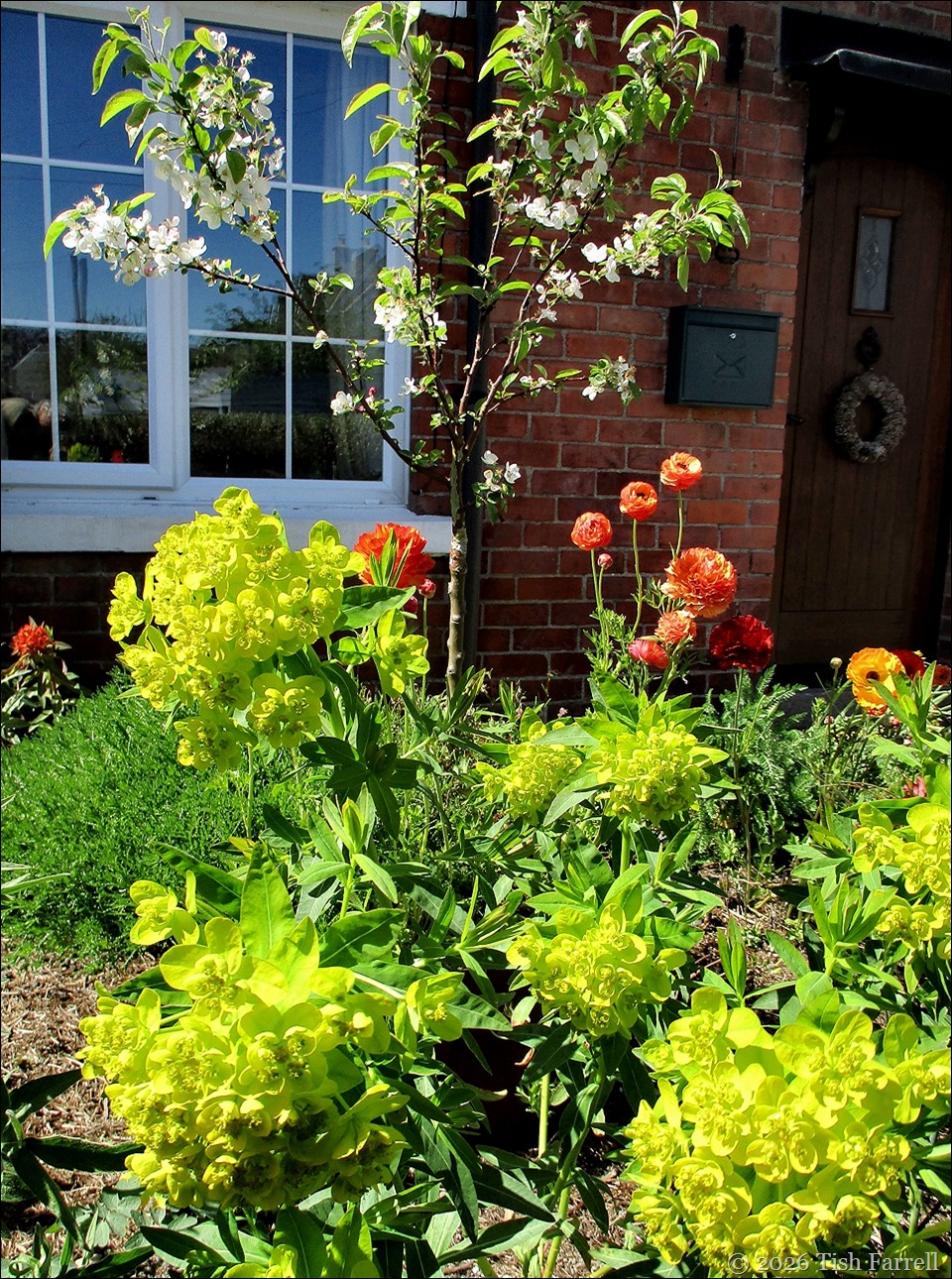 front garden 2