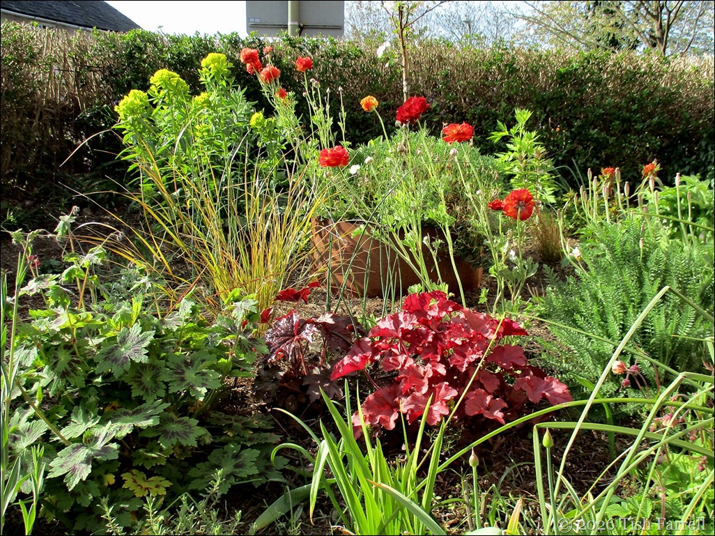 front garden May
