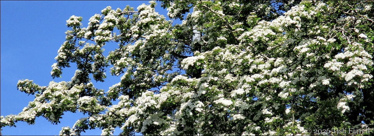 hawthorn header