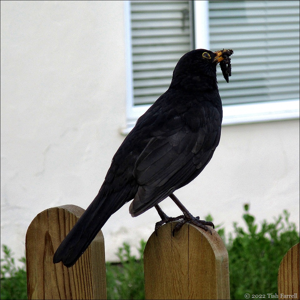 IMG_0552ed