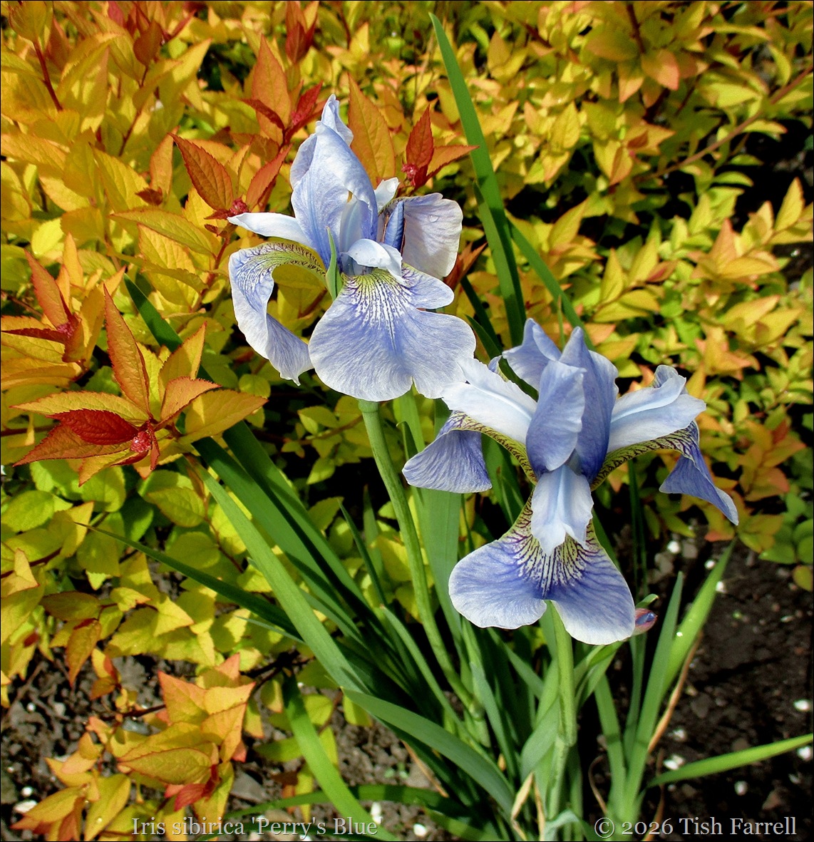 Iris Sibirica Perry's Blue