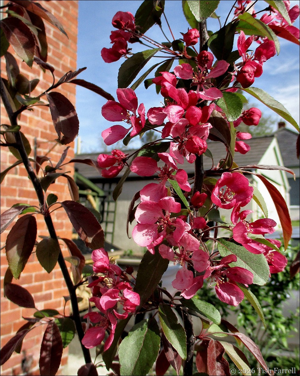 Laura crab apple