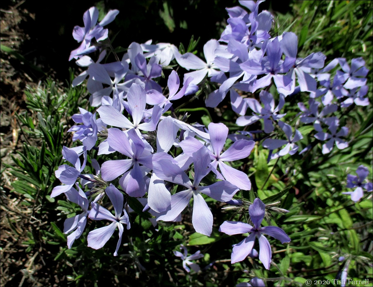 phlox divaricata clouds of perfume