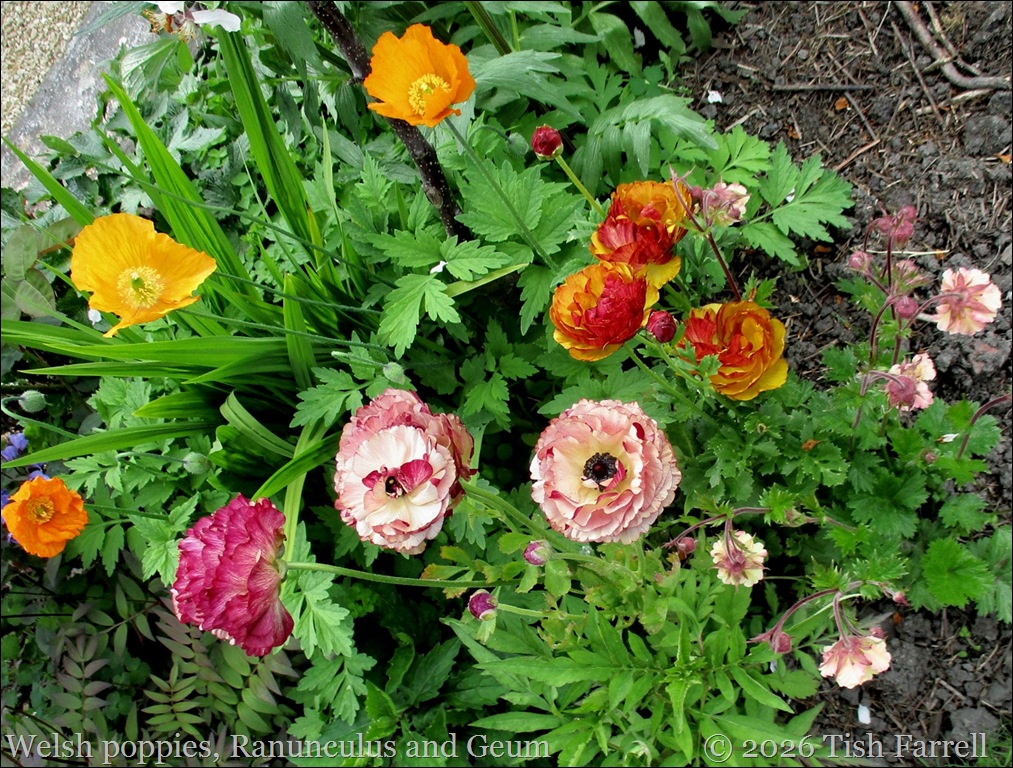 Ranunculus poppies and geum