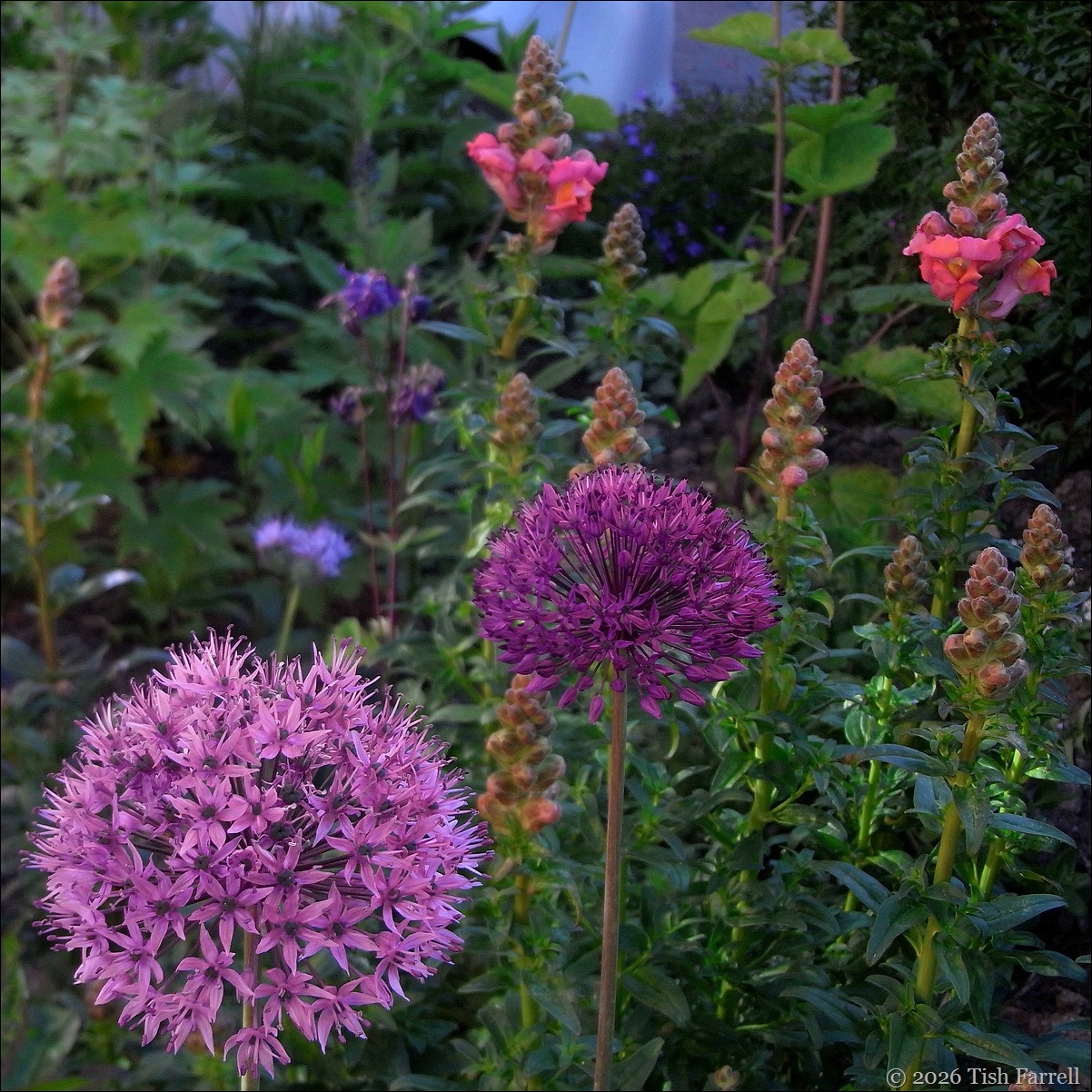 RIMG0058 alliums and snapdragpns