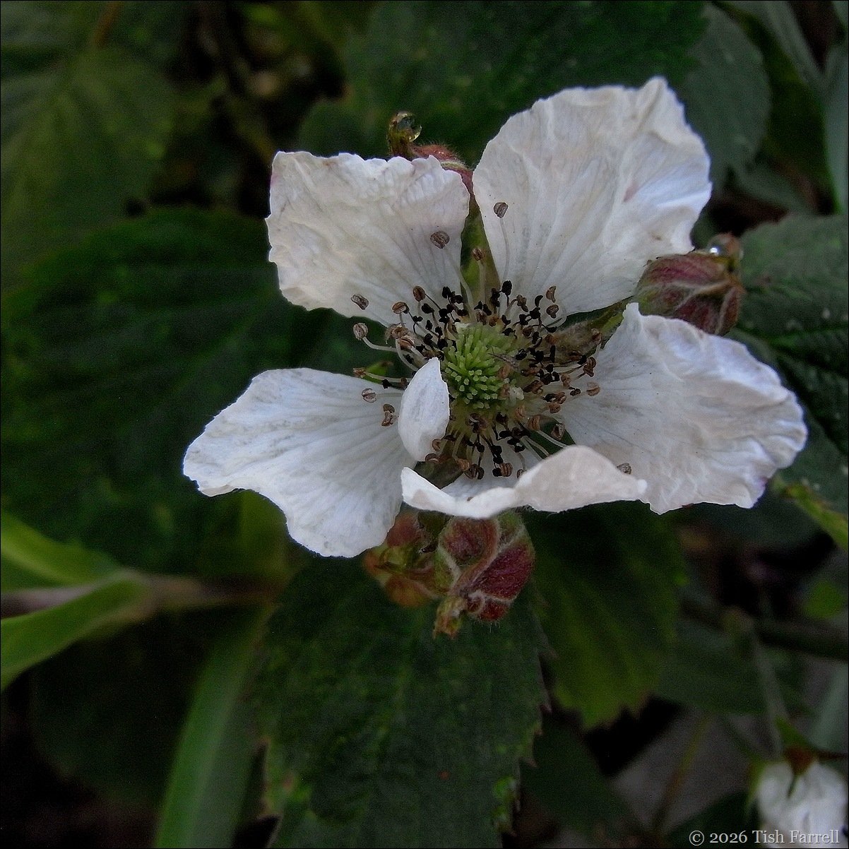RIMG0072 blackberry flower