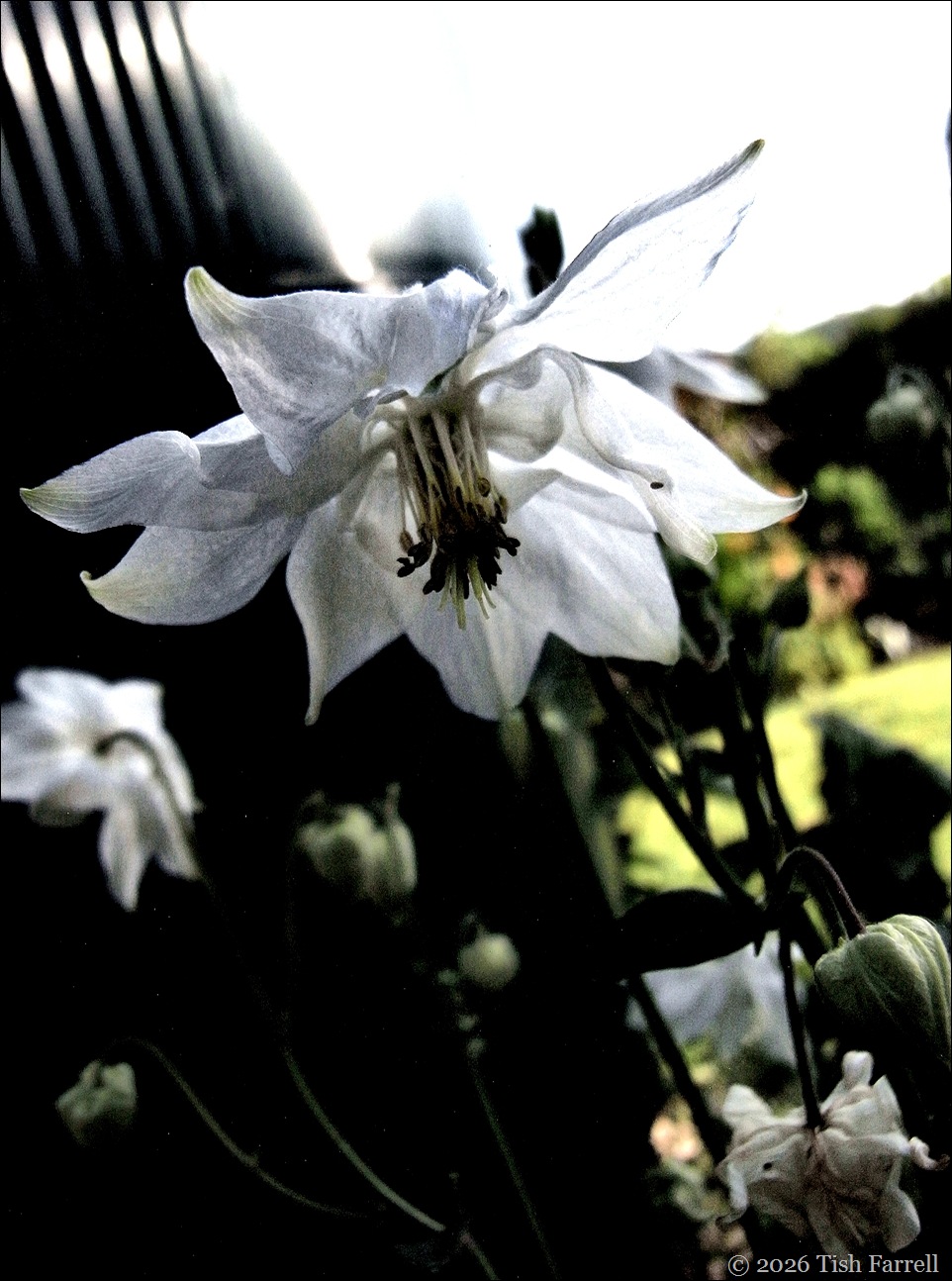 RIMG0092 aquilegia