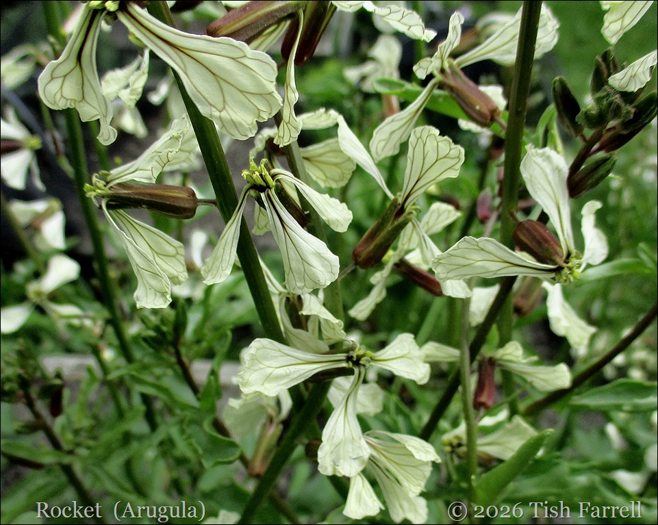 rocket flowers
