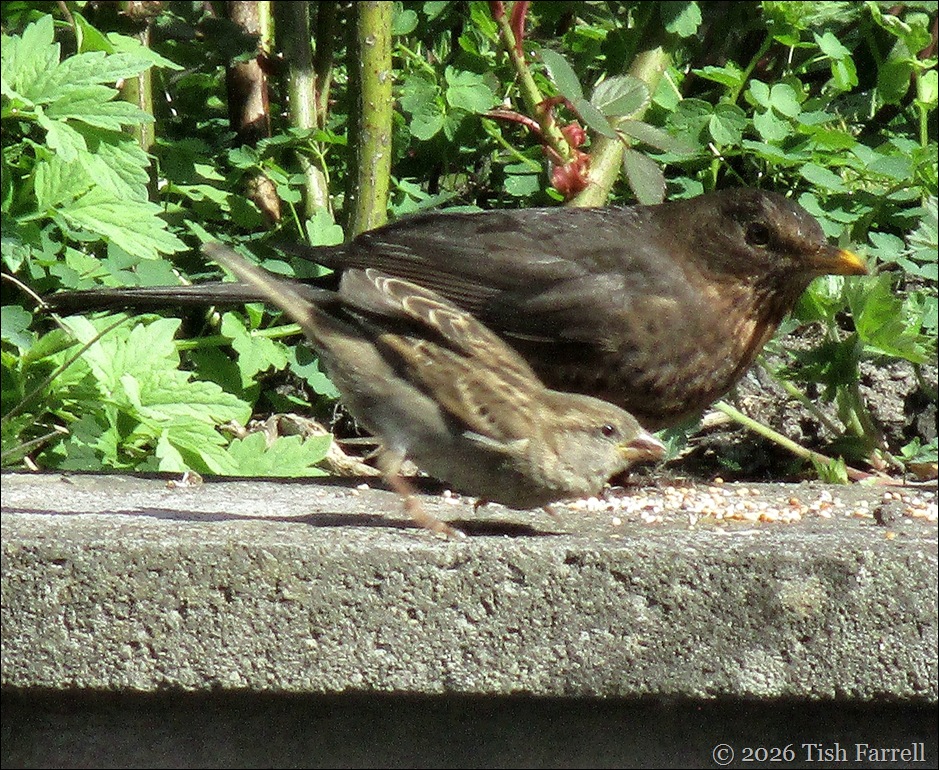 sparrow blackbird