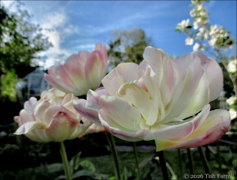 tulips 3