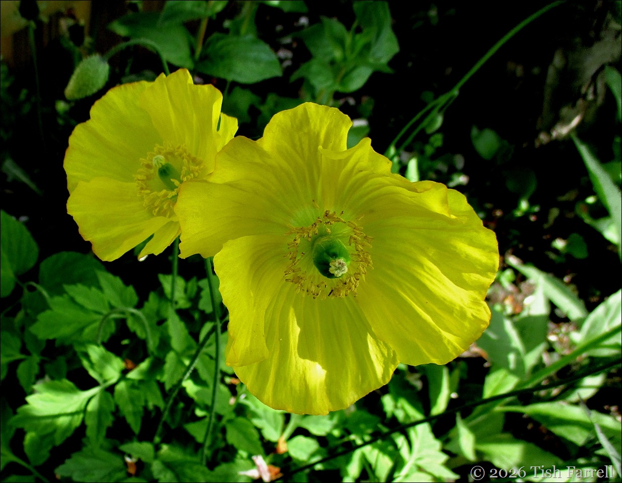 Welsh poppies