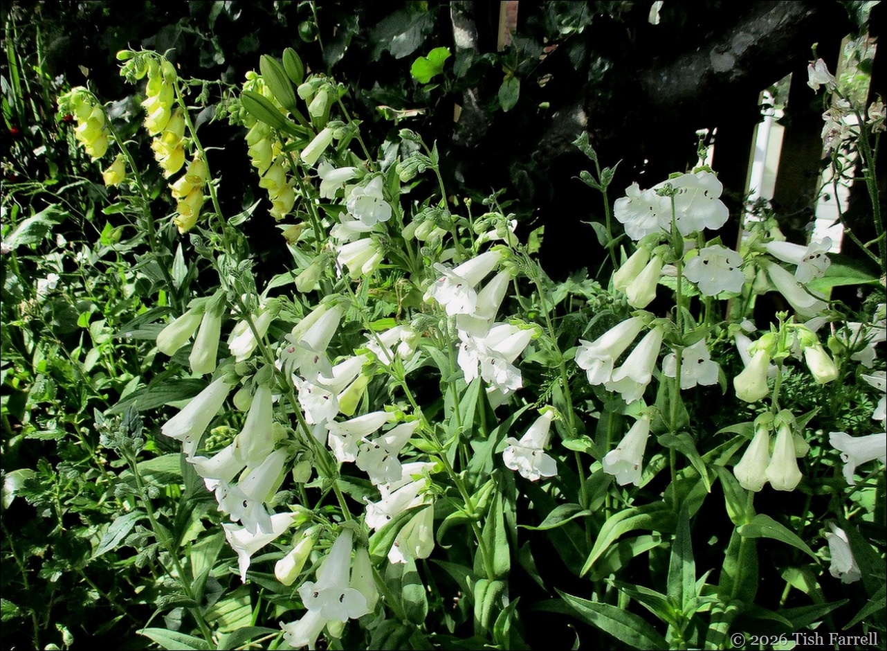 foxgloves