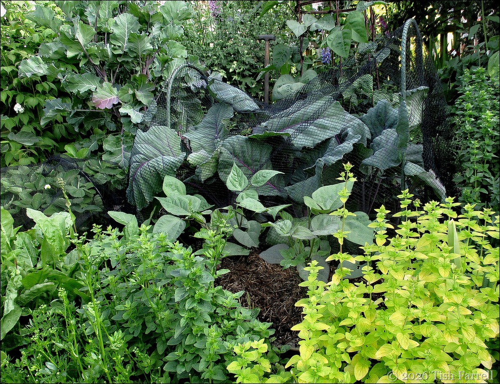herbs, beans and cabbages