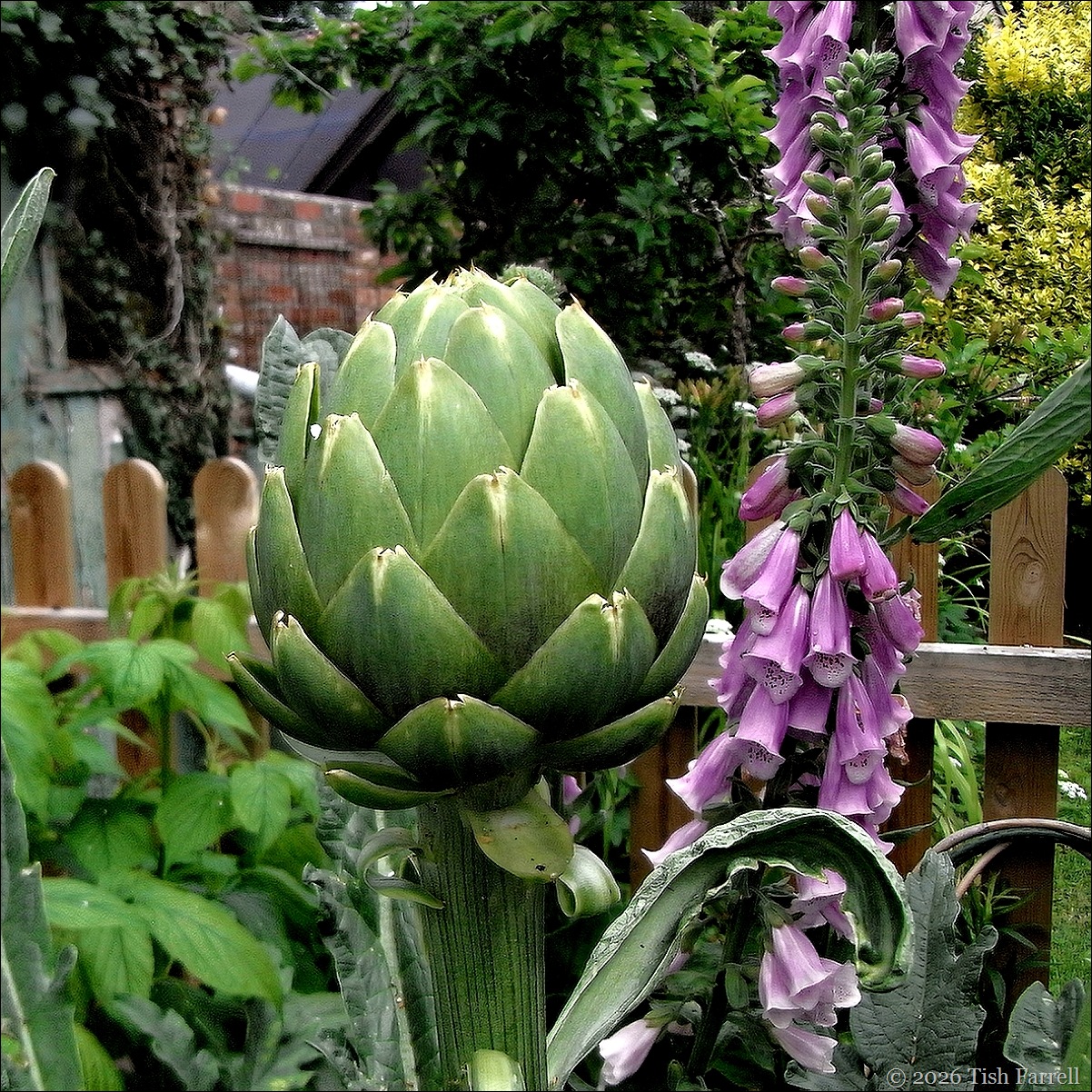 RIMG0201 globe artichoke RIMG0201 globe artichoke