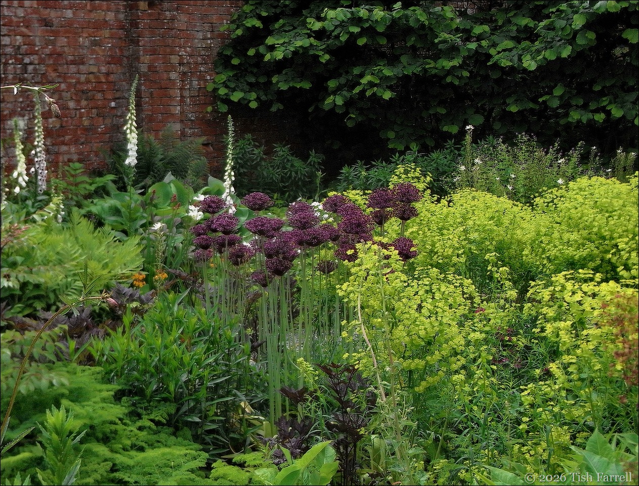 RIMG0247 alliums and euphorbia RIMG0247 alliums and euphorbia