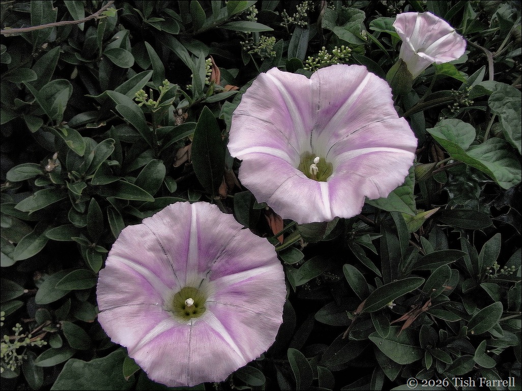 RIMG0301 bindweed