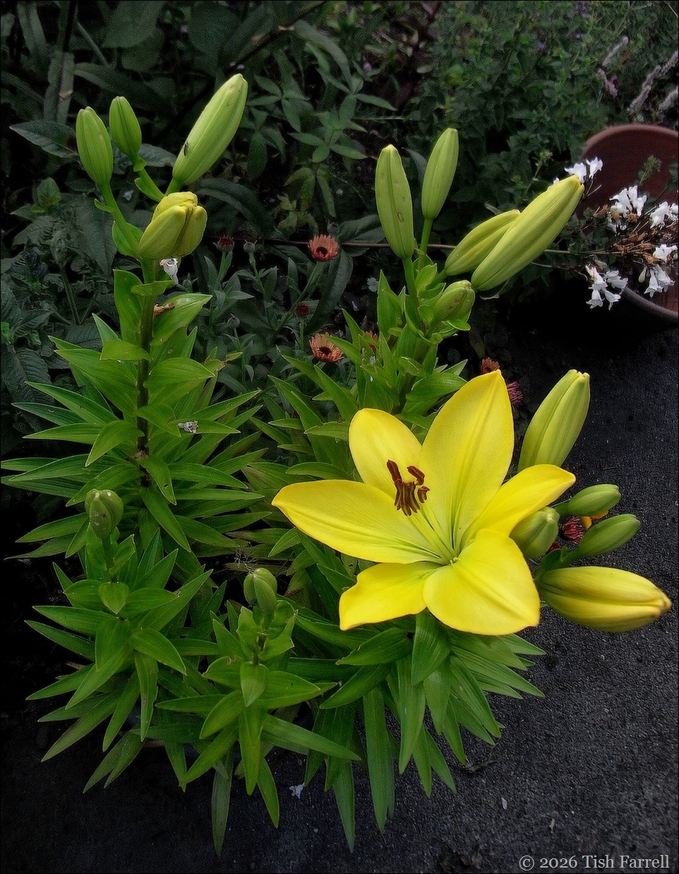 Sos lilies
