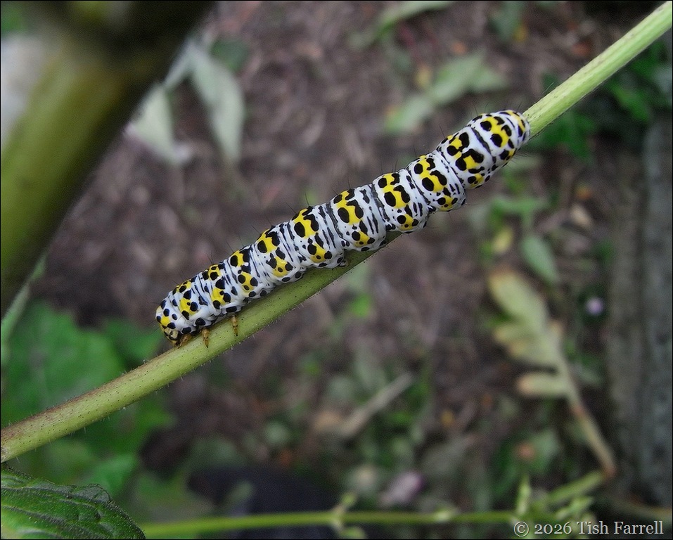 Sos mullein moth caterpillar