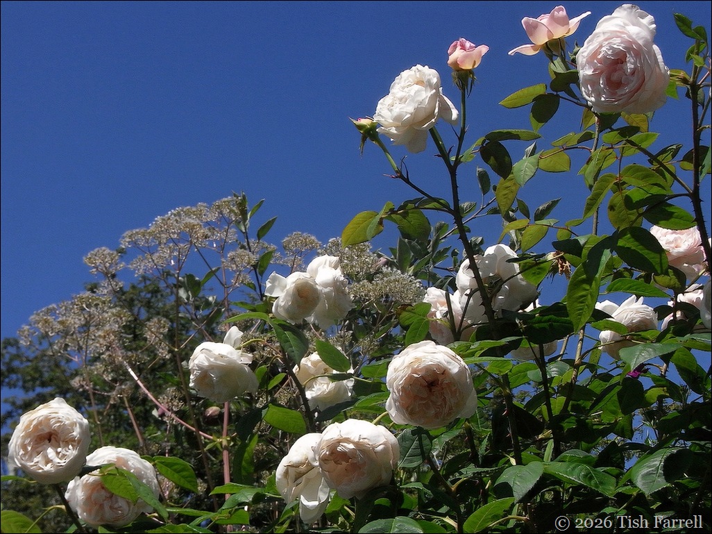 Sos roses