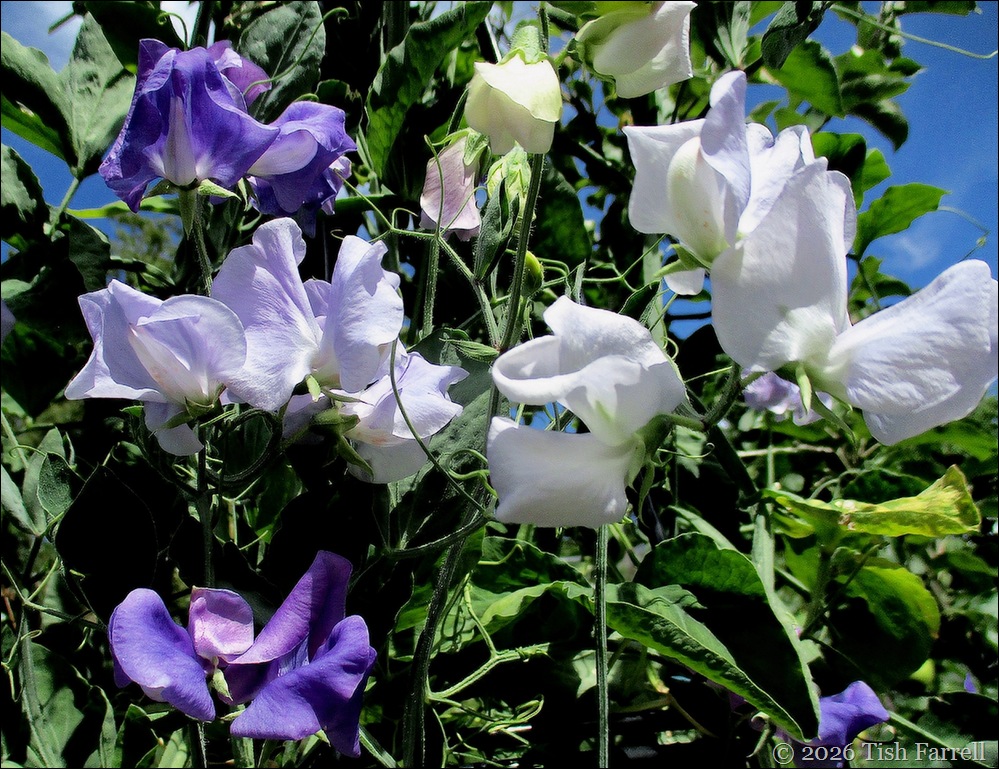 sos sweetpeas 4