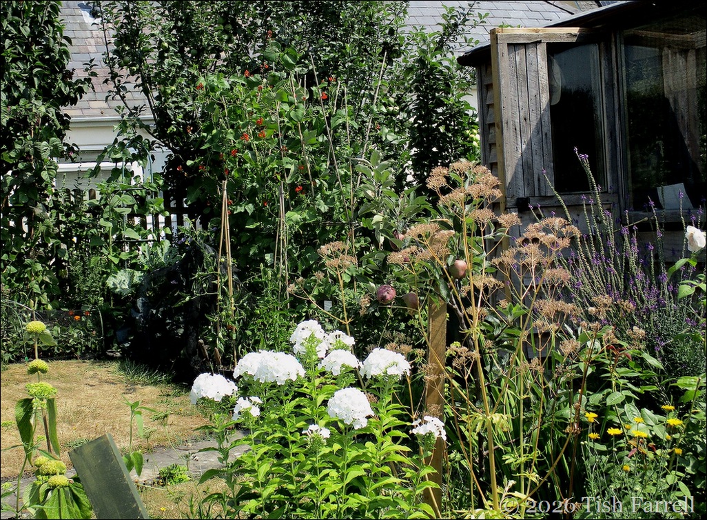 back garden and phlox David