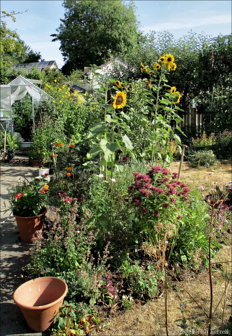 back garden July 26