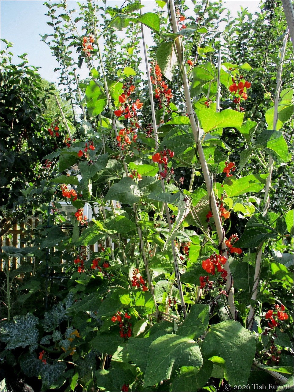  bean flowers