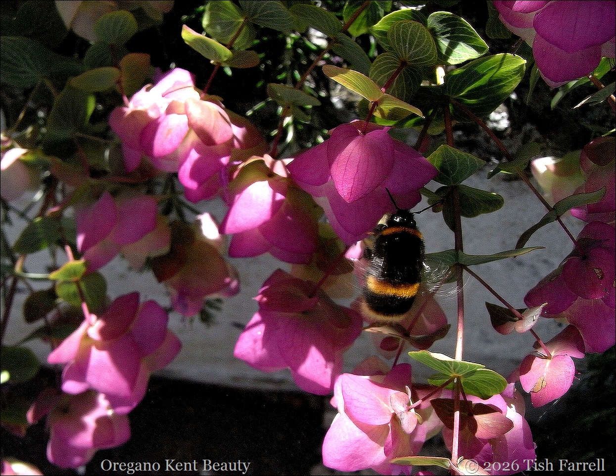 bee and Kent Beauty