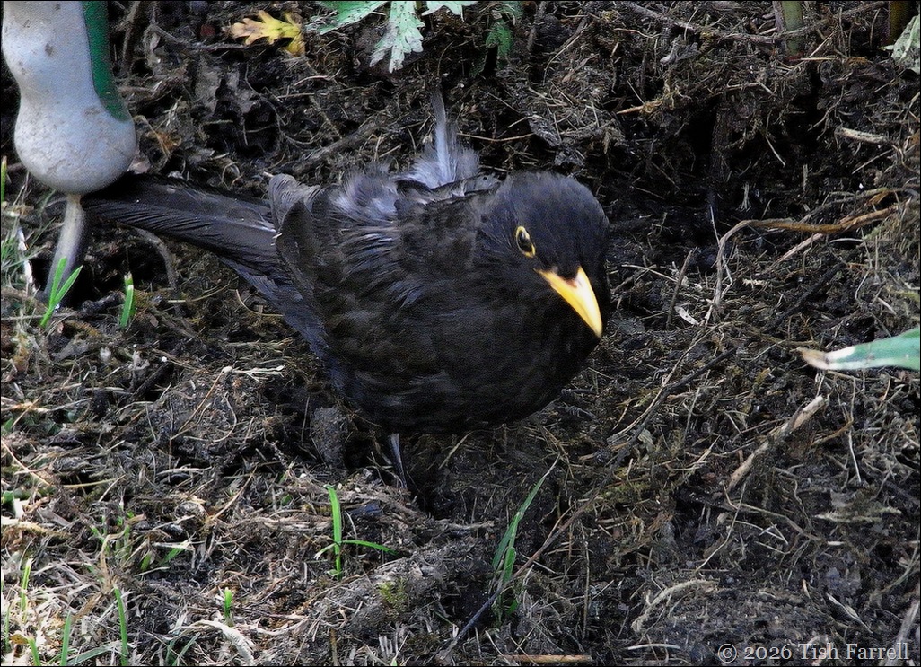 blackbird