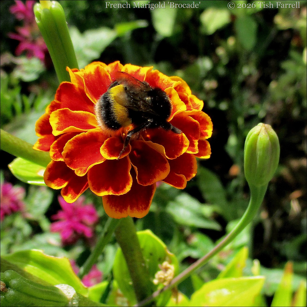 Bumble bee and French Marigold