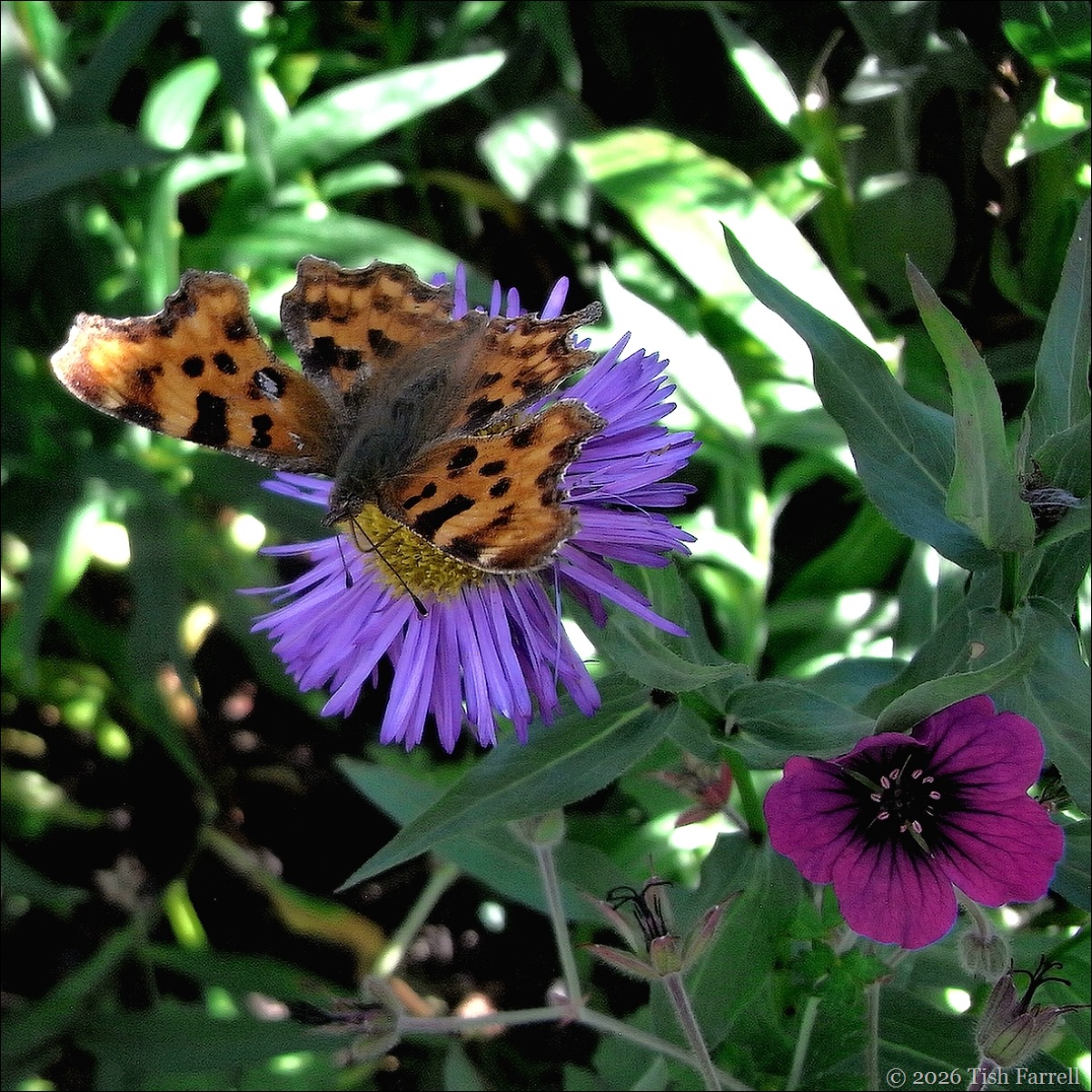 butterfly 3
