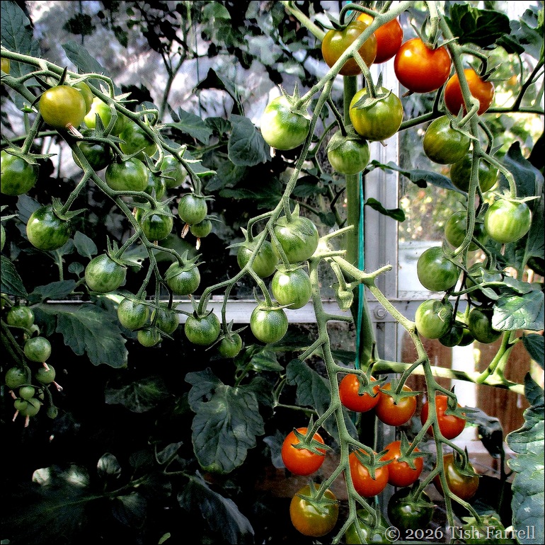 cherry tomatoes honey comb